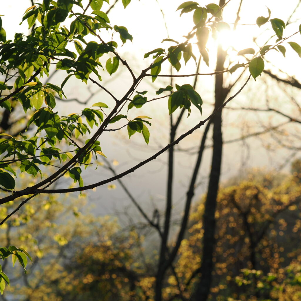 裏山の夕日の絶景。