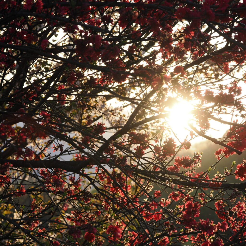 裏山の夕日の絶景2。