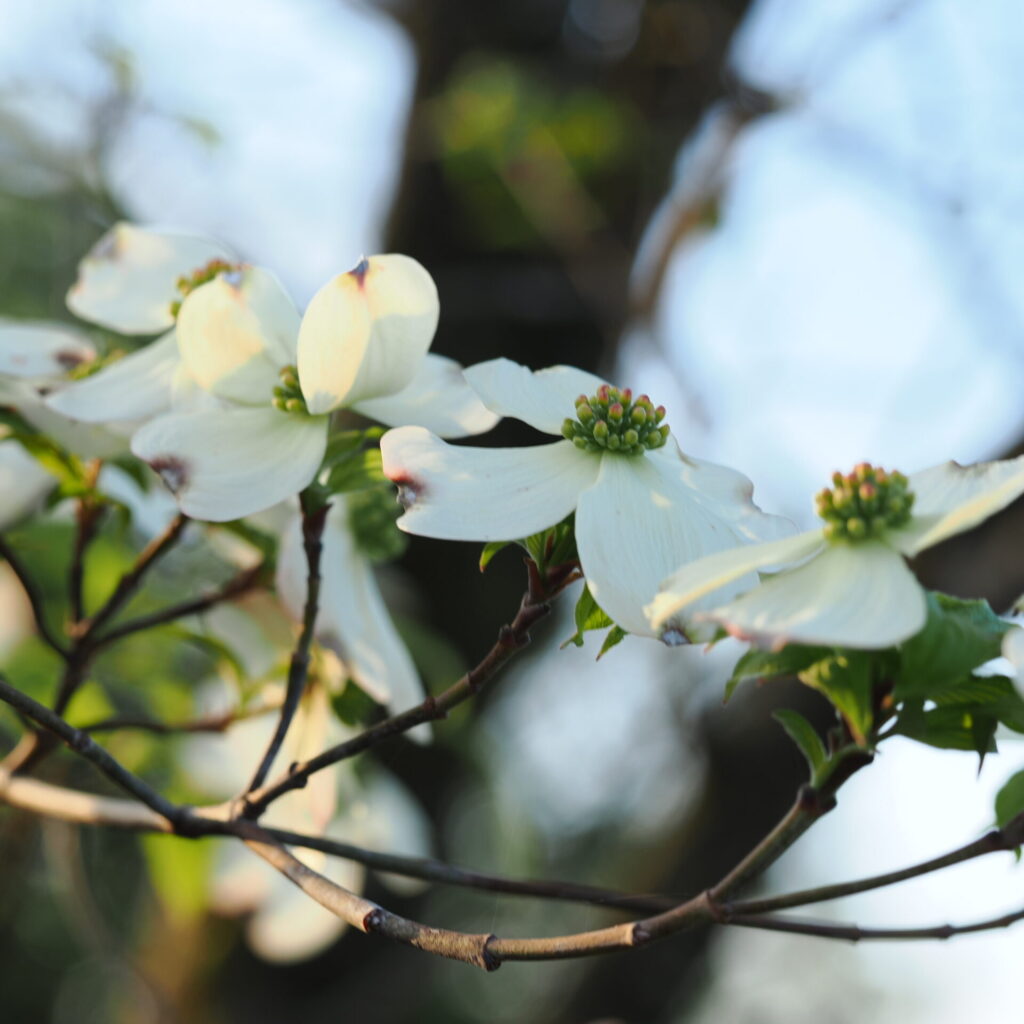 夕日のハナミズキ。